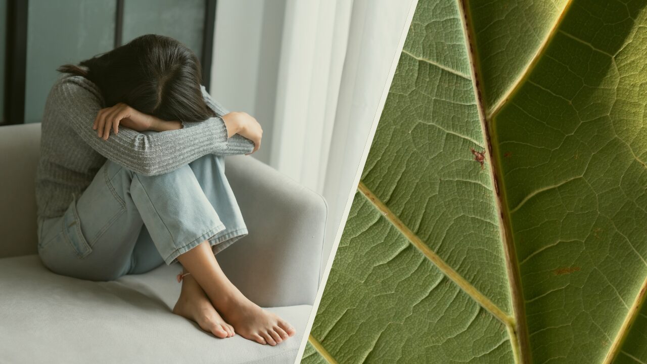 Decorative image for topic: kratom withdrawal 