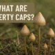 liberty cap mushrooms (Psilocybe semilanceata) growing in the woods